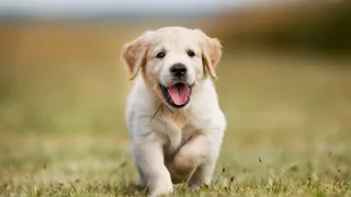 Golden retriever puppy walking on grass