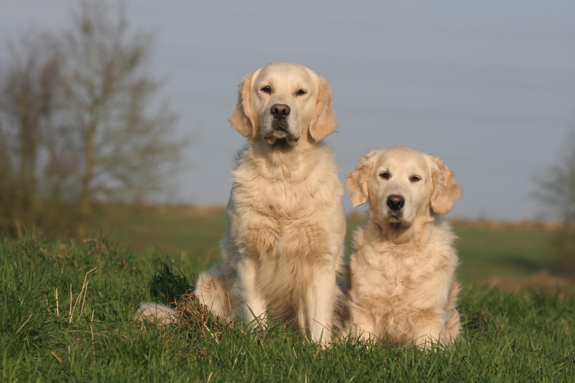 Golden Retriever Heat Cycles Explained - TheHappyGolden