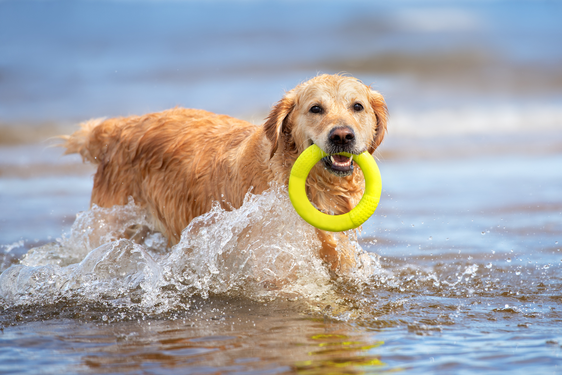 https://thehappygolden.com/wp-content/uploads/2022/07/The-Best-Toys-for-Golden-Retrievers-Golden-Retriever-Fetching-a-Toy-Ring-From-the-Sea.jpeg