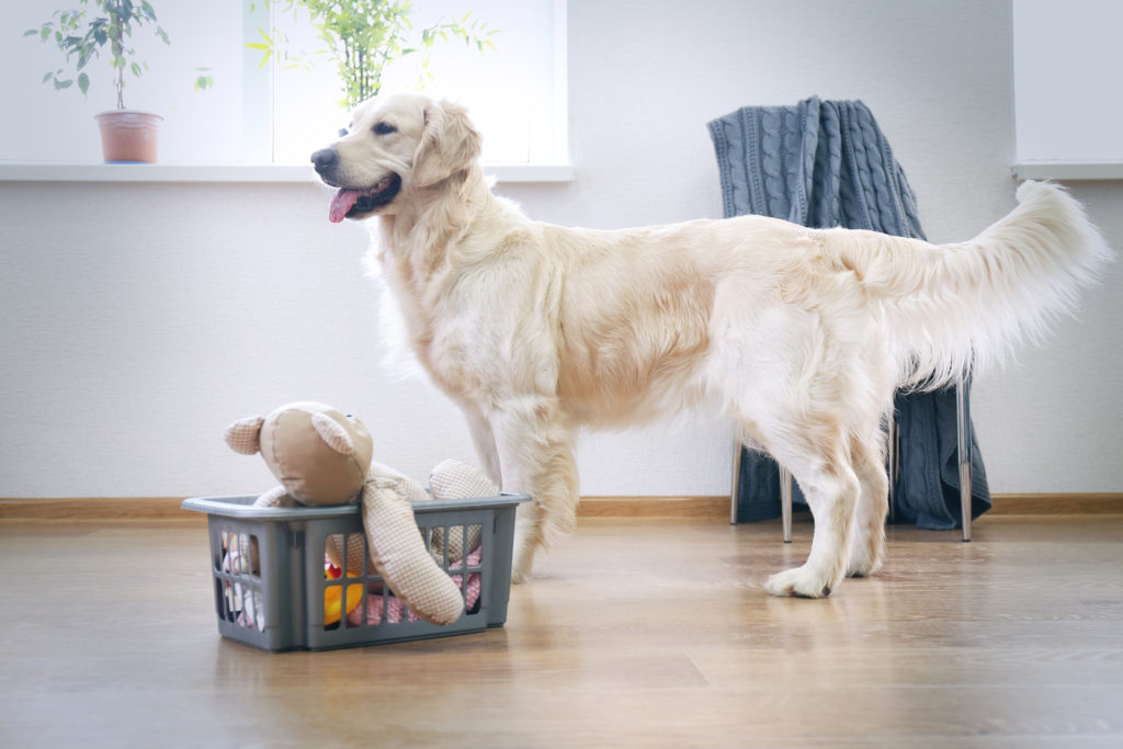 https://thehappygolden.com/wp-content/uploads/2022/07/The-Best-Toys-for-Golden-Retrievers-Golden-Retriever-Standing-Next-to-a-Basket-of-Toys-1024x683.jpeg