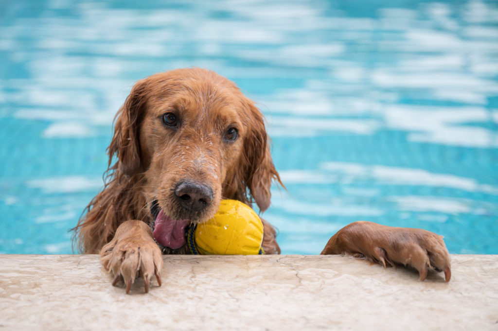 https://thehappygolden.com/wp-content/uploads/2022/07/The-Best-Toys-for-Golden-Retrievers-Golden-Retriever-in-a-Pool-Playing-With-a-Toy-1024x681.jpeg